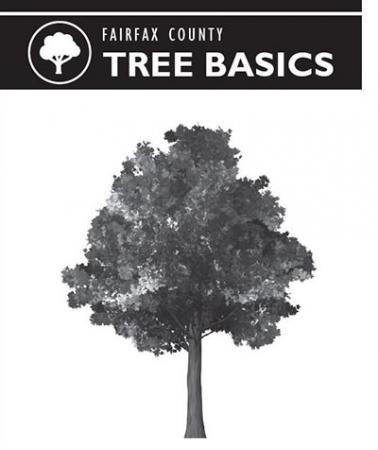 Tree Basics Outlet